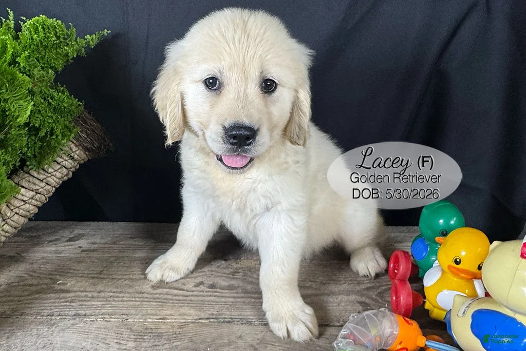 Golden Retriever dogs for sale: Lacey - Ad 2