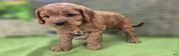 Cockapoo dogs for sale: Versace - Ad 13