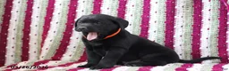 Labrador Retriever dogs for sale: Biscuit - Ad 6