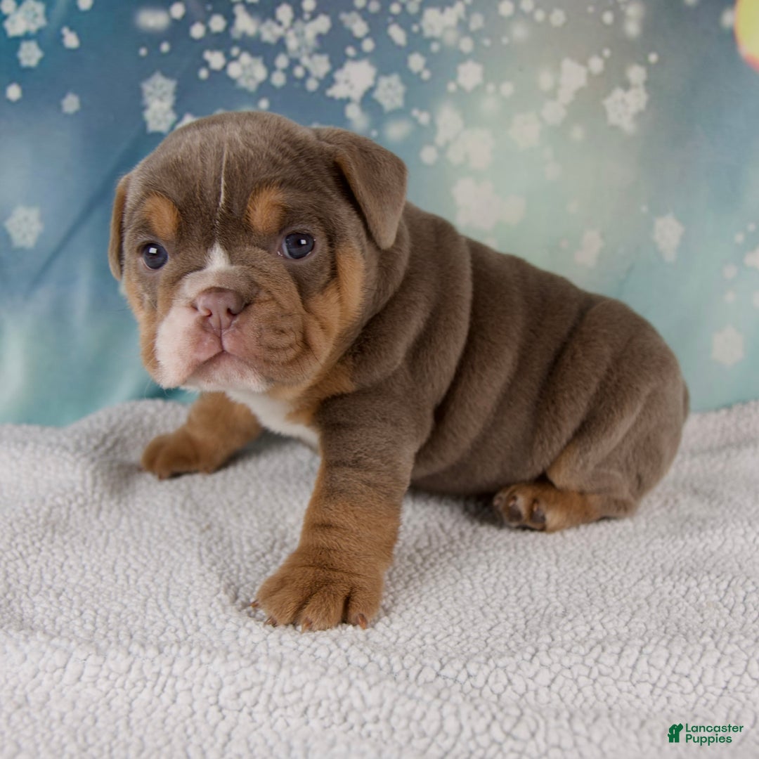 Mixed Breed dogs for sale: Flicka - Ad 8