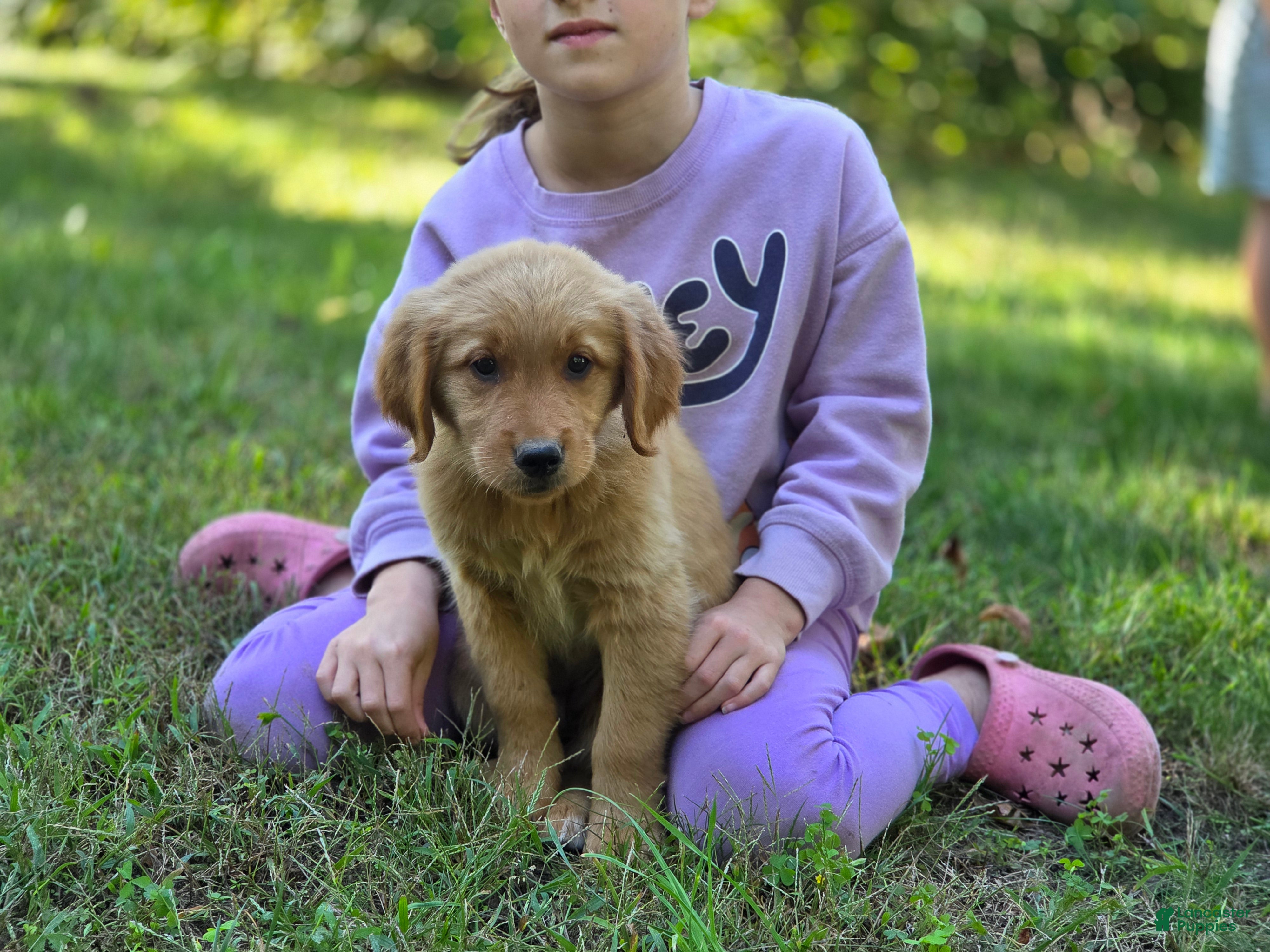 Golden Retriever dogs Amy Golden Retriever  - Ad 2