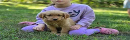 Golden Retriever dogs for sale: Amy Golden Retriever  - Ad 8
