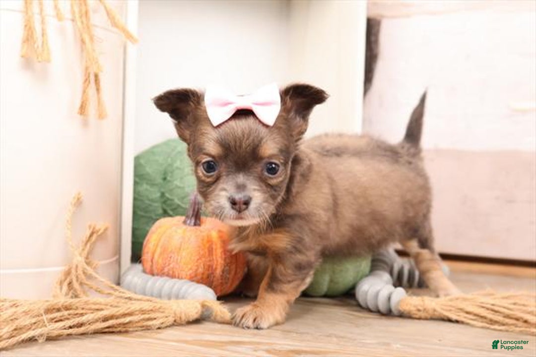 Chihuahua dogs for sale: Chihuahua Puppy 1 - Ad 2