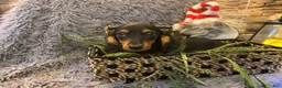 Miniature Dachshund dogs for sale: Miniature Dachshund Puppy 1 - Ad 6