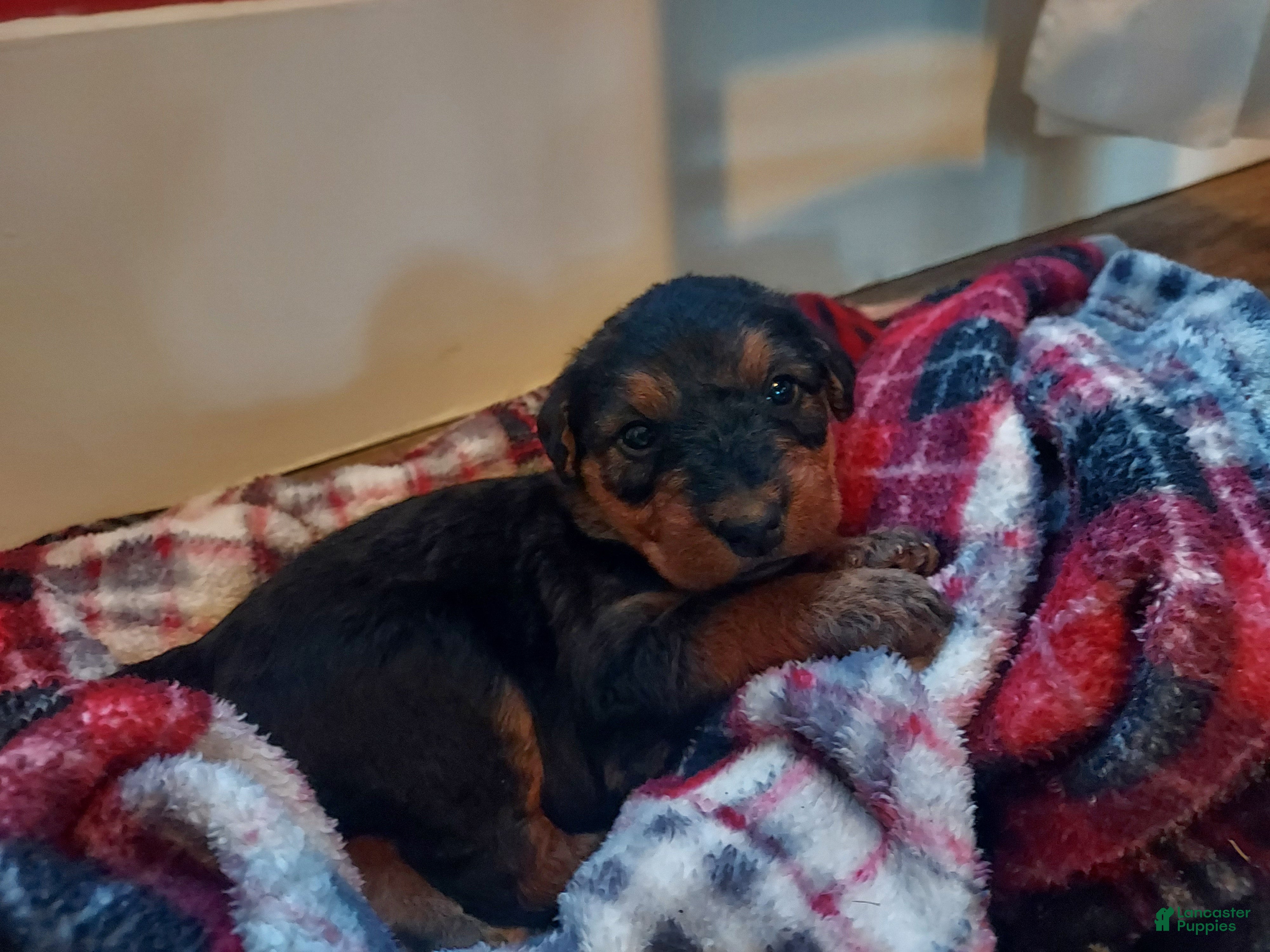 Airedale Terrier dogs Airedale Terrier Puppy 1 - Ad 1