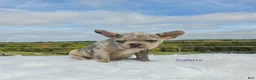 Frenchton dogs for sale: Calette  - Ad 5