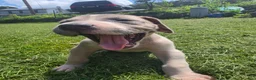 Great Dane dogs for sale: Arya - Ad 4