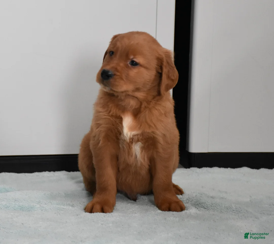 Golden Retriever dogs for sale: Walter    Genetic/OFA - Ad 17