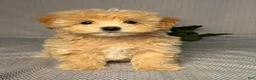 Maltipoo dogs for sale: Danny - Ad 1