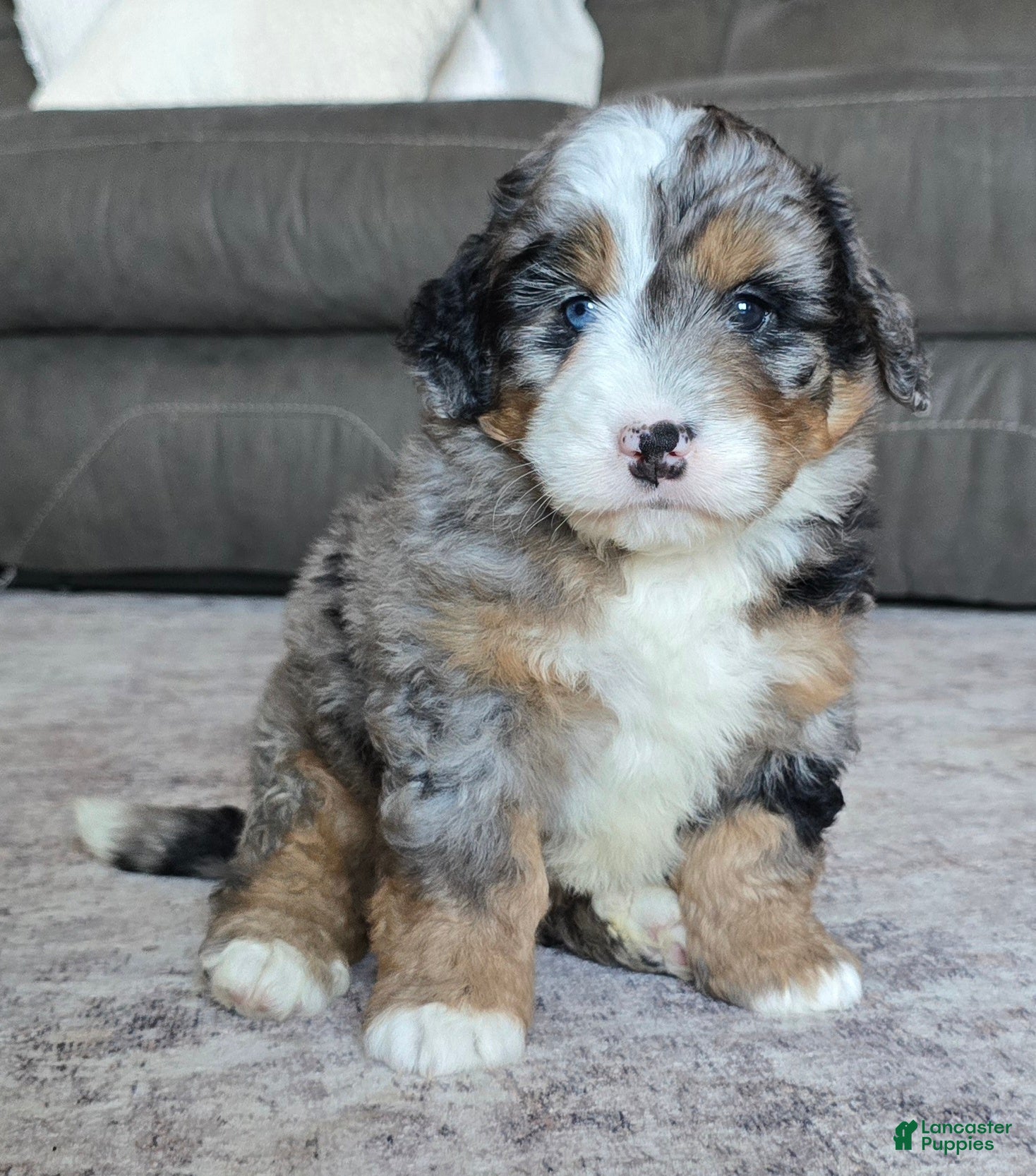 Mini Bernedoodle dogs Mini Shadow - Ad 1