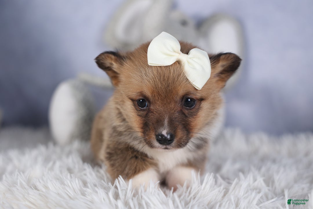 Welsh Corgi Pembroke dogs for sale: LITTLE CHIEF - Ad 14