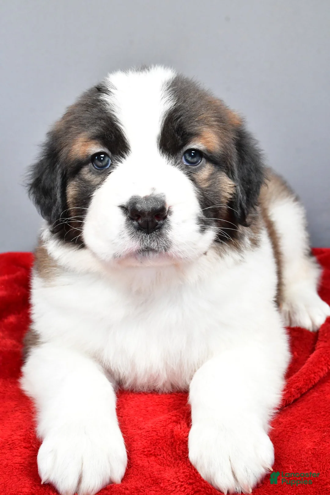 Saint Bernard dogs for sale: nikki - Ad 3