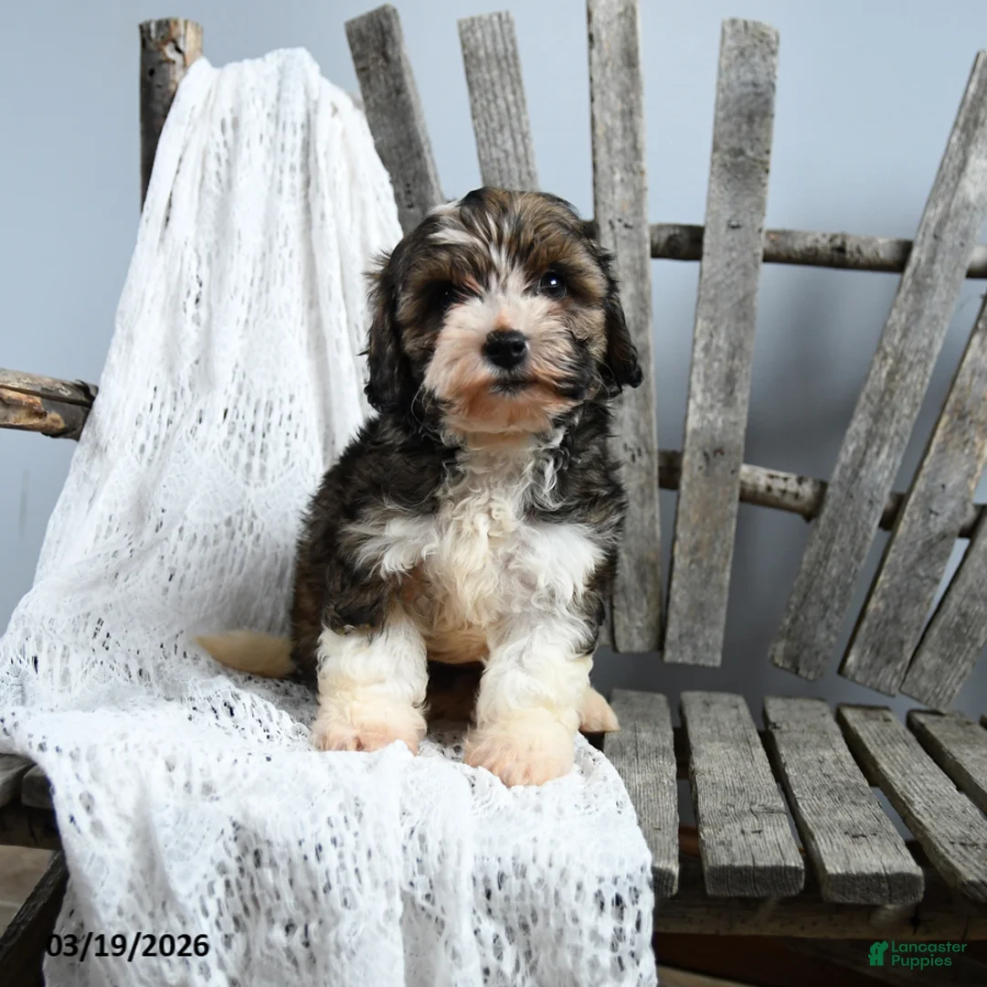 Cavapoo dogs for sale: Teddy - Ad 1