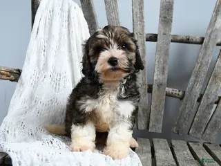 Cavapoo dogs for sale: Teddy - Ad 1