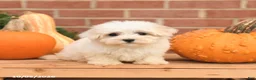 Maltipoo dogs for sale: Fancy - Ad 5
