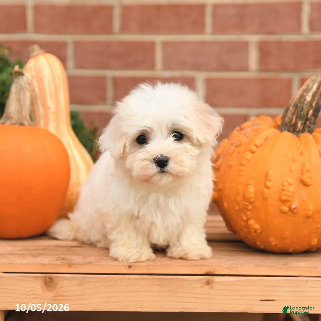 Maltipoo dogs for sale: Fancy - Ad 5