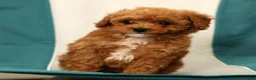 Miniature Poodle dogs for sale: Bella - Ad 9