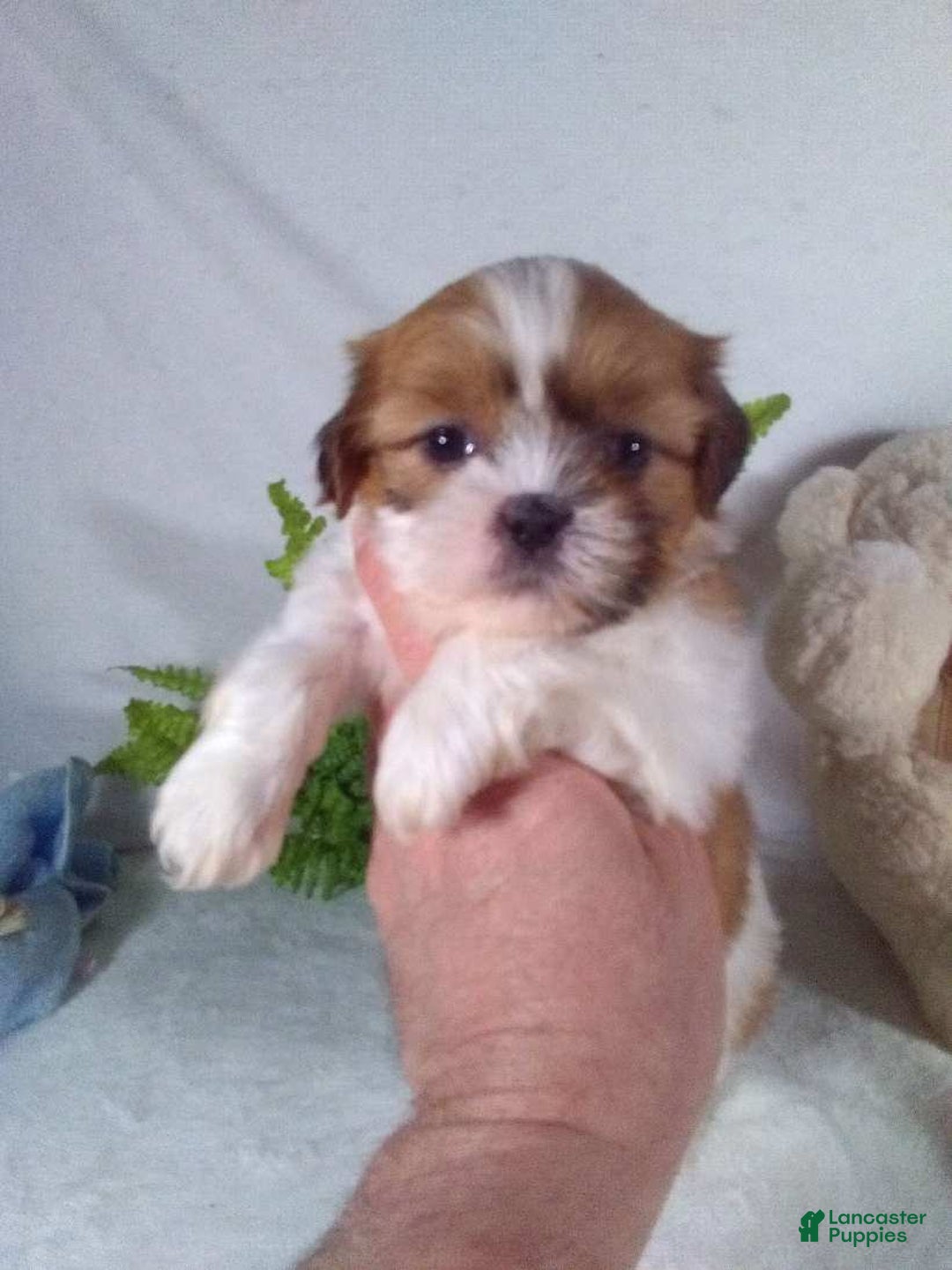 Shih Tzu dogs for sale: Carlos - Ad 5