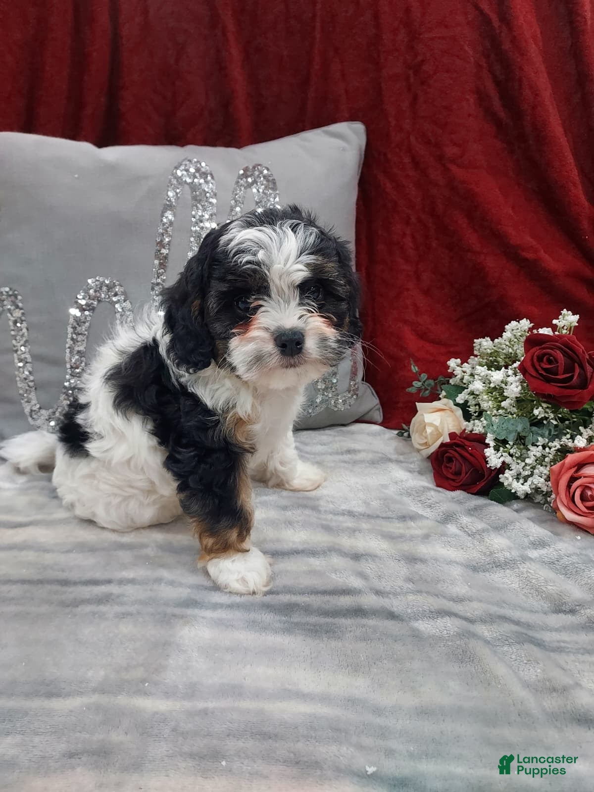 Cavapoo dogs Luna - Ad 3