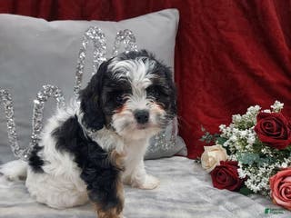 Cavapoo dogs Luna - Ad 39