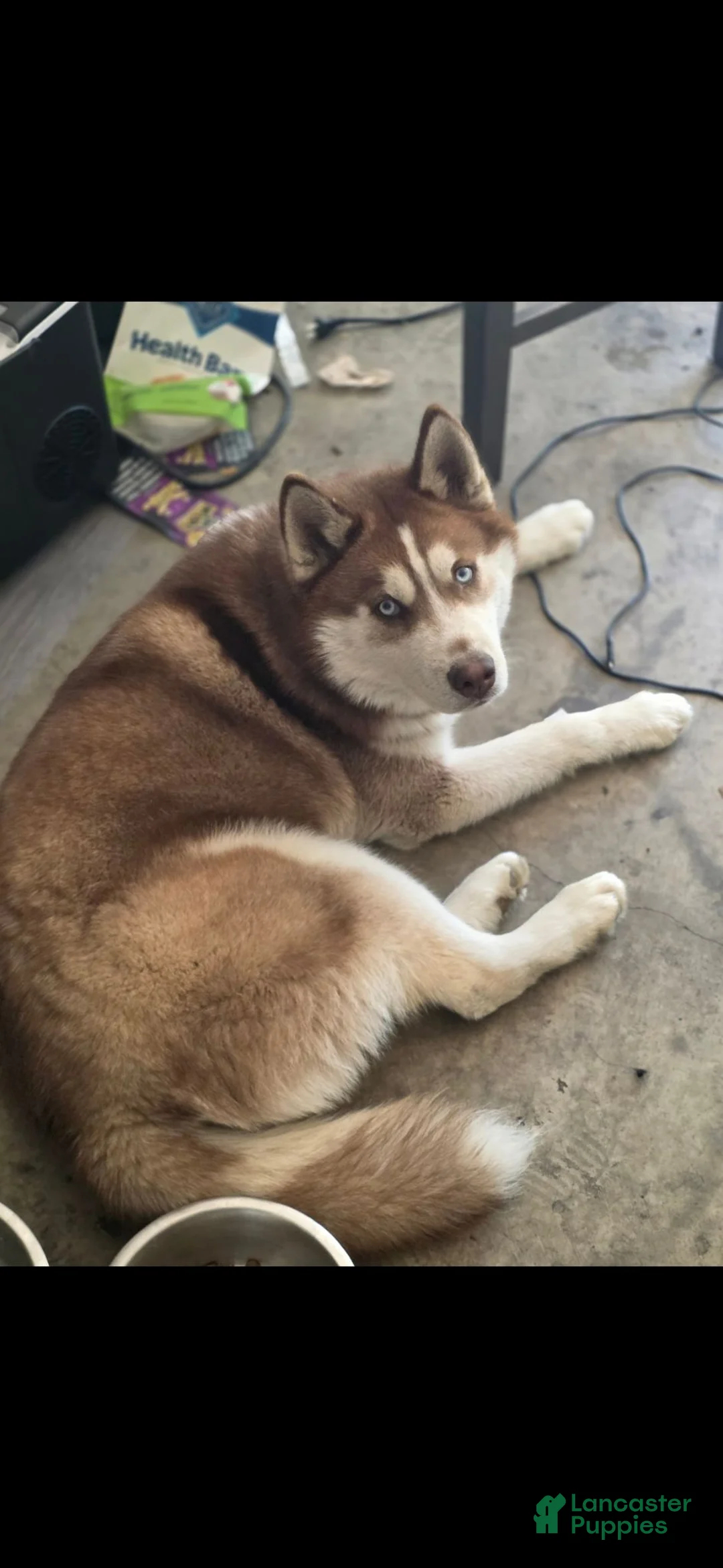Siberian Husky dogs for sale: Siberian Husky 1 - Ad 4
