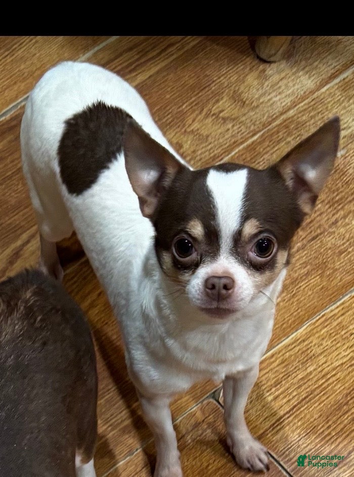 Chihuahua dogs Chihuahua Puppy 1 - Ad 4