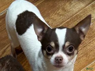 Chihuahua dogs Chihuahua Puppy 1 - Ad 30