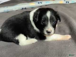 Mixed Breed dogs Spot. - Ad 19