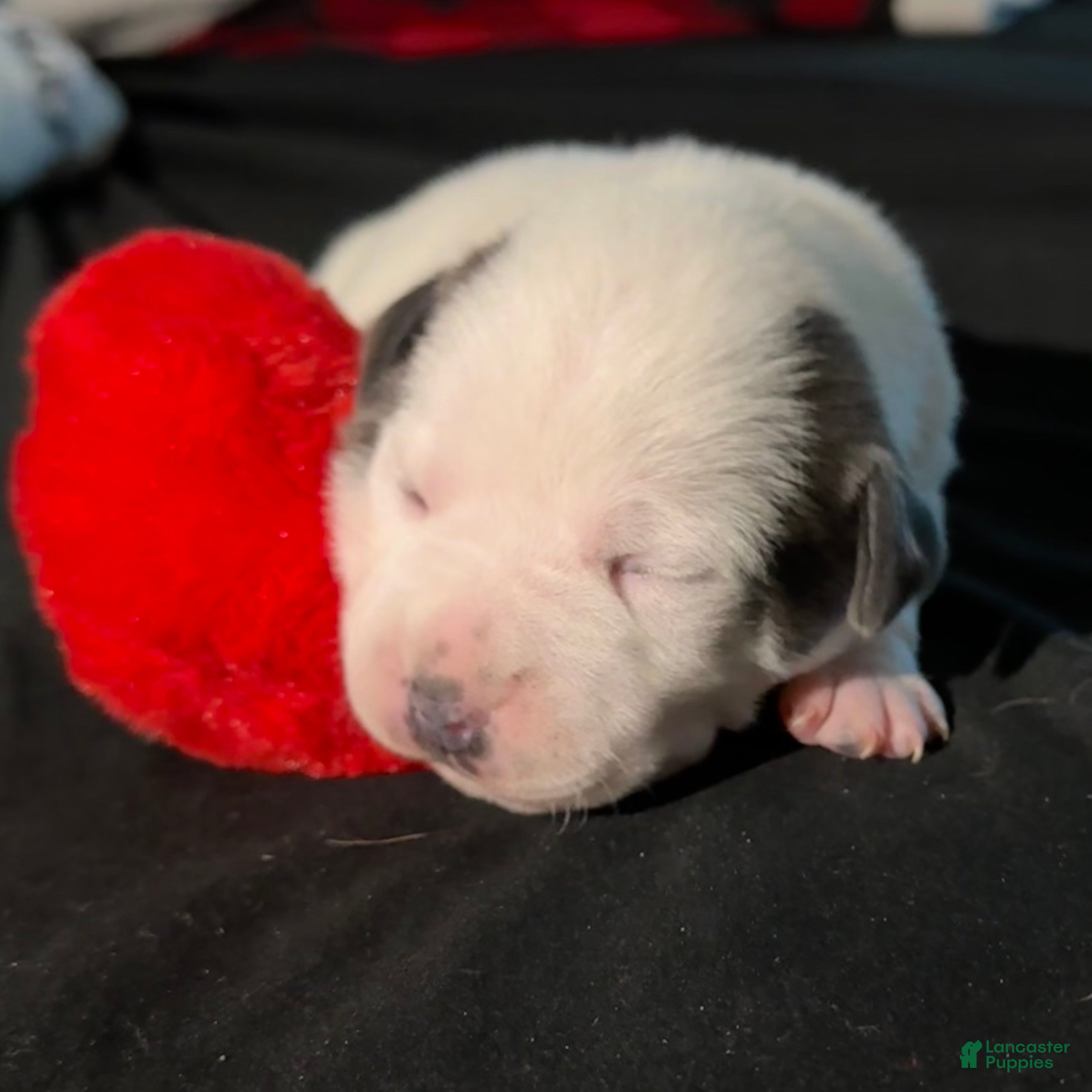 American Bully dogs American Bully Puppy 5 - Ad 1