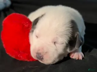 American Bully dogs for sale: American Bully Puppy 5 - Ad 3