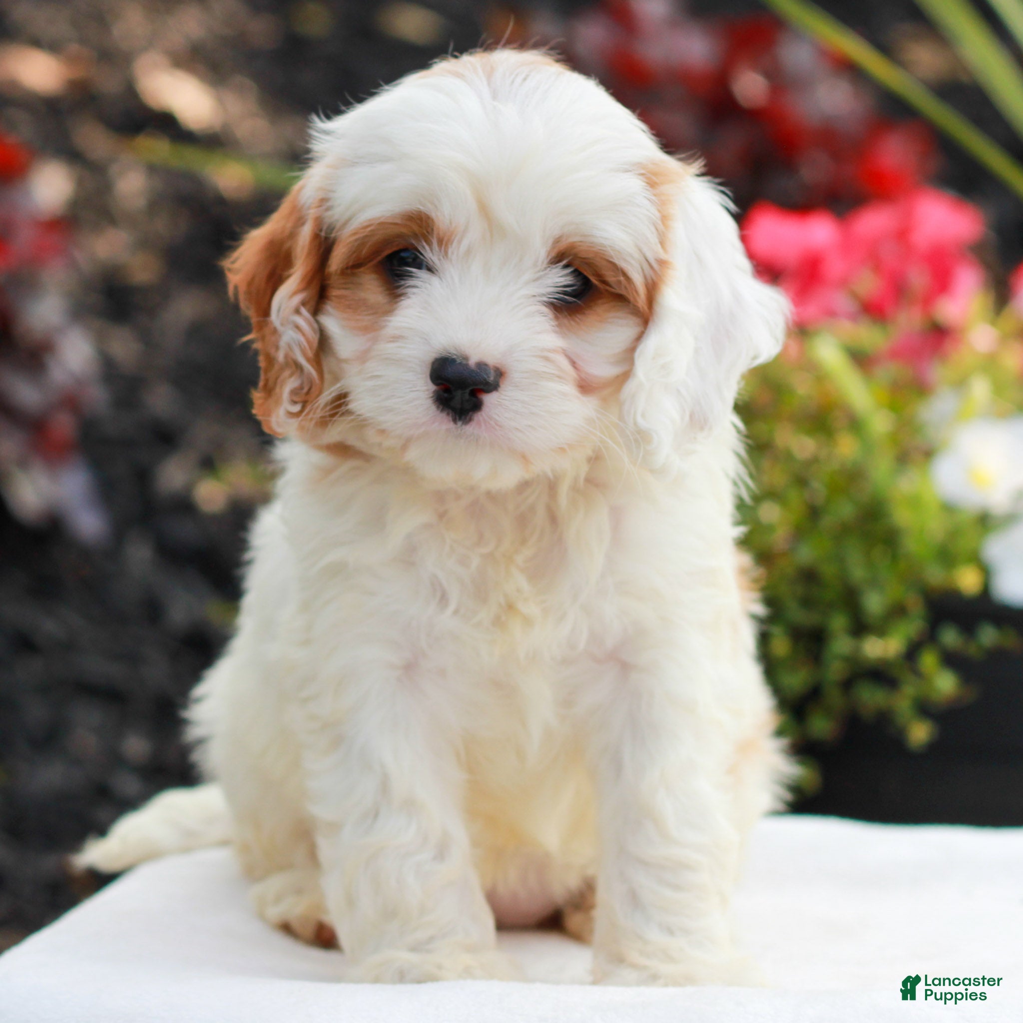 Cavapoo dogs for sale: Wendy  - Ad 3