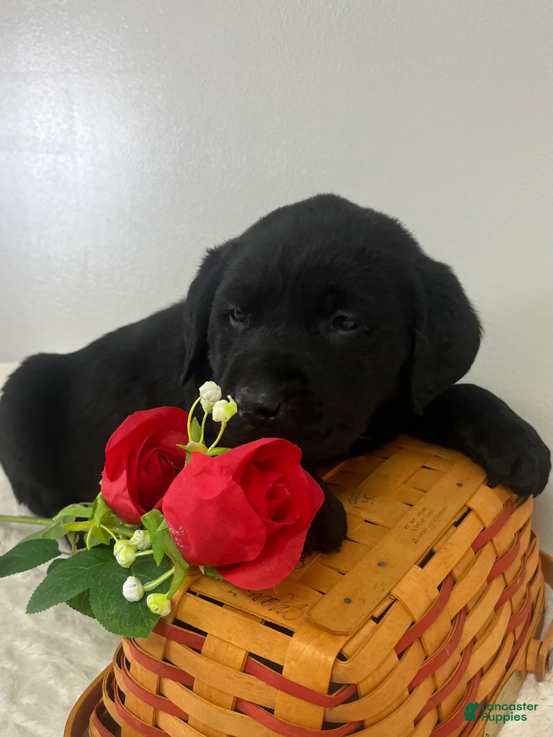 Labrador Retriever dogs for sale: Ace - Ad 4