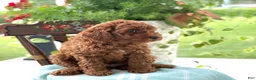 Miniature Poodle dogs for sale: Teddy - Ad 4