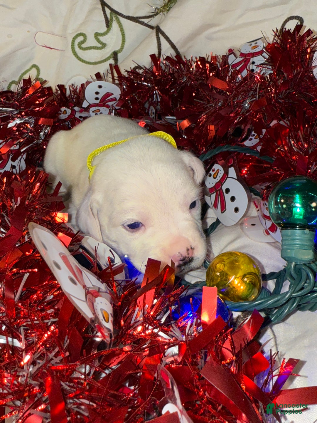 Mixed Breed dogs for sale: Calypso - Ad 1