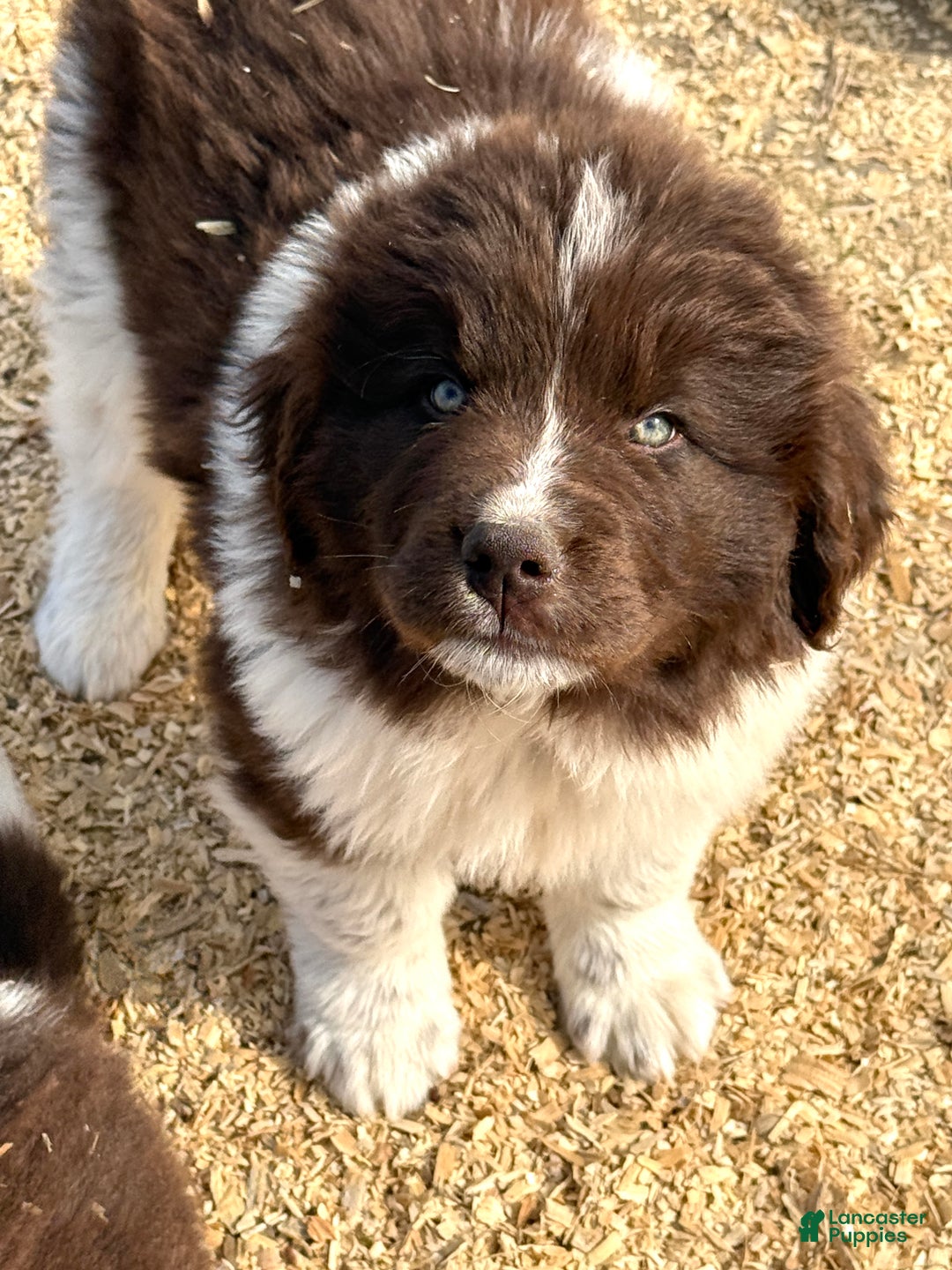 Newfoundland dogs for sale: Dancer  - Ad 3