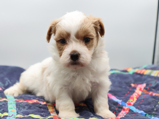 Maltipoo dogs Red & white male - Ad 2