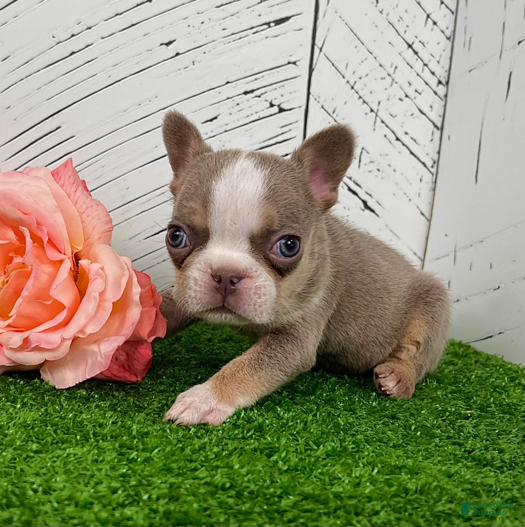 French Bulldog dogs for sale: Barbie - Ad 1