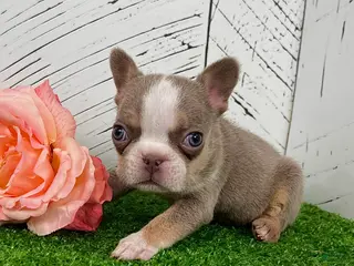 French Bulldog dogs Barbie - Ad 4