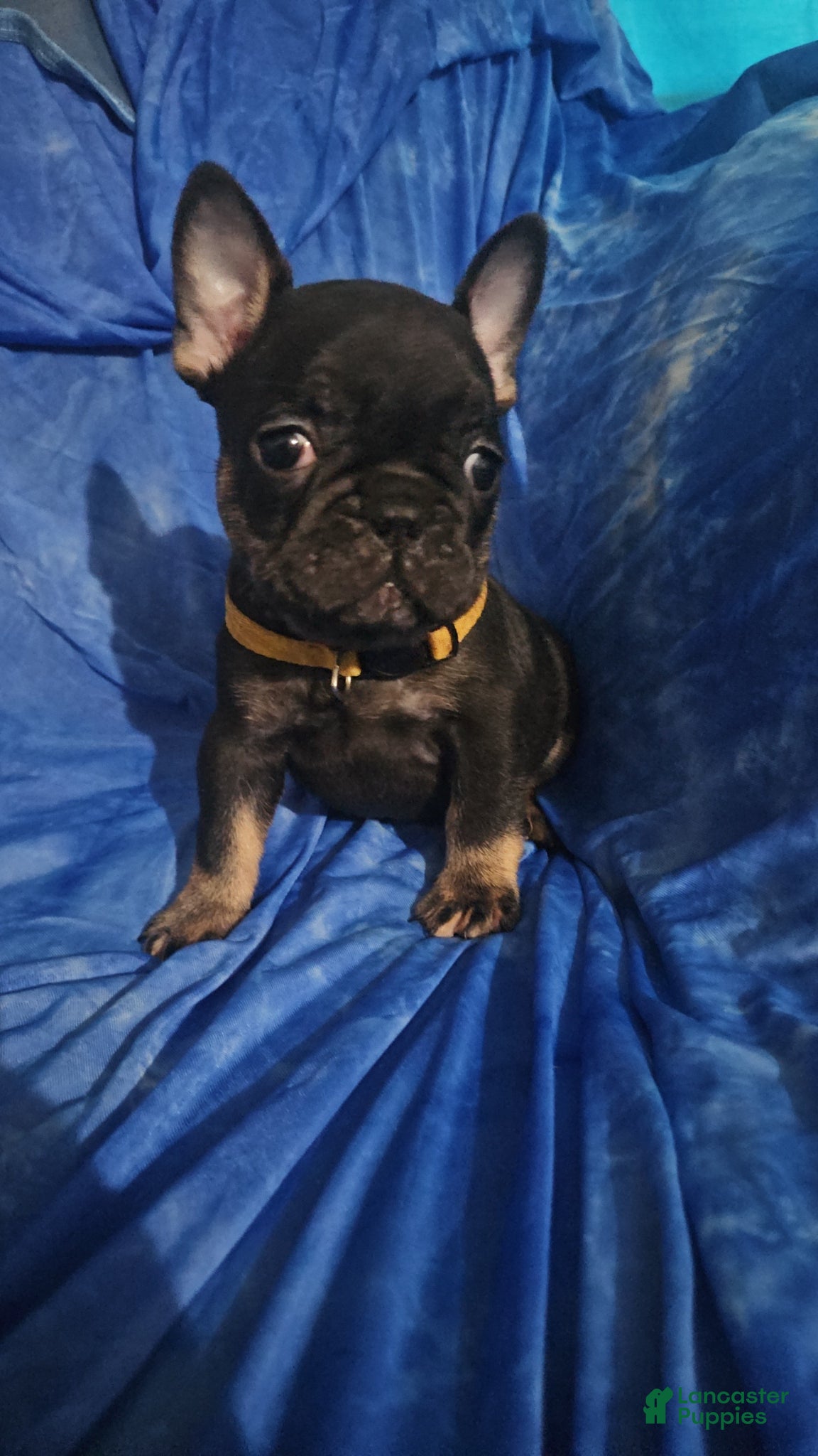 French Bulldog dogs French Bulldog Puppy 3 - Ad 12