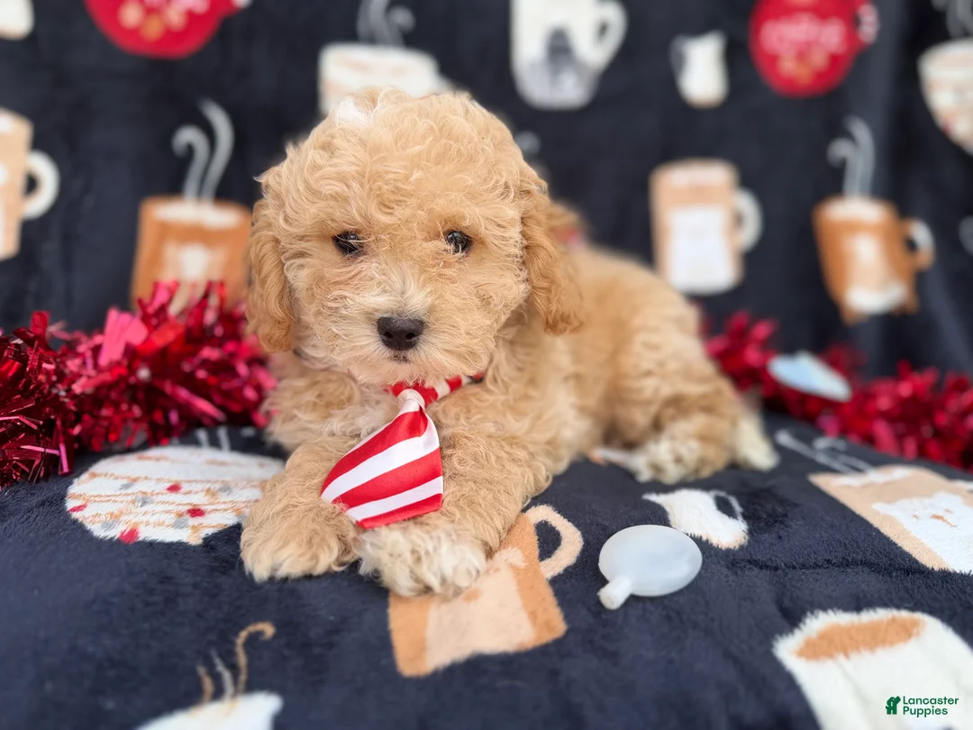 Bichpoo dogs for sale: Zane - Ad 5