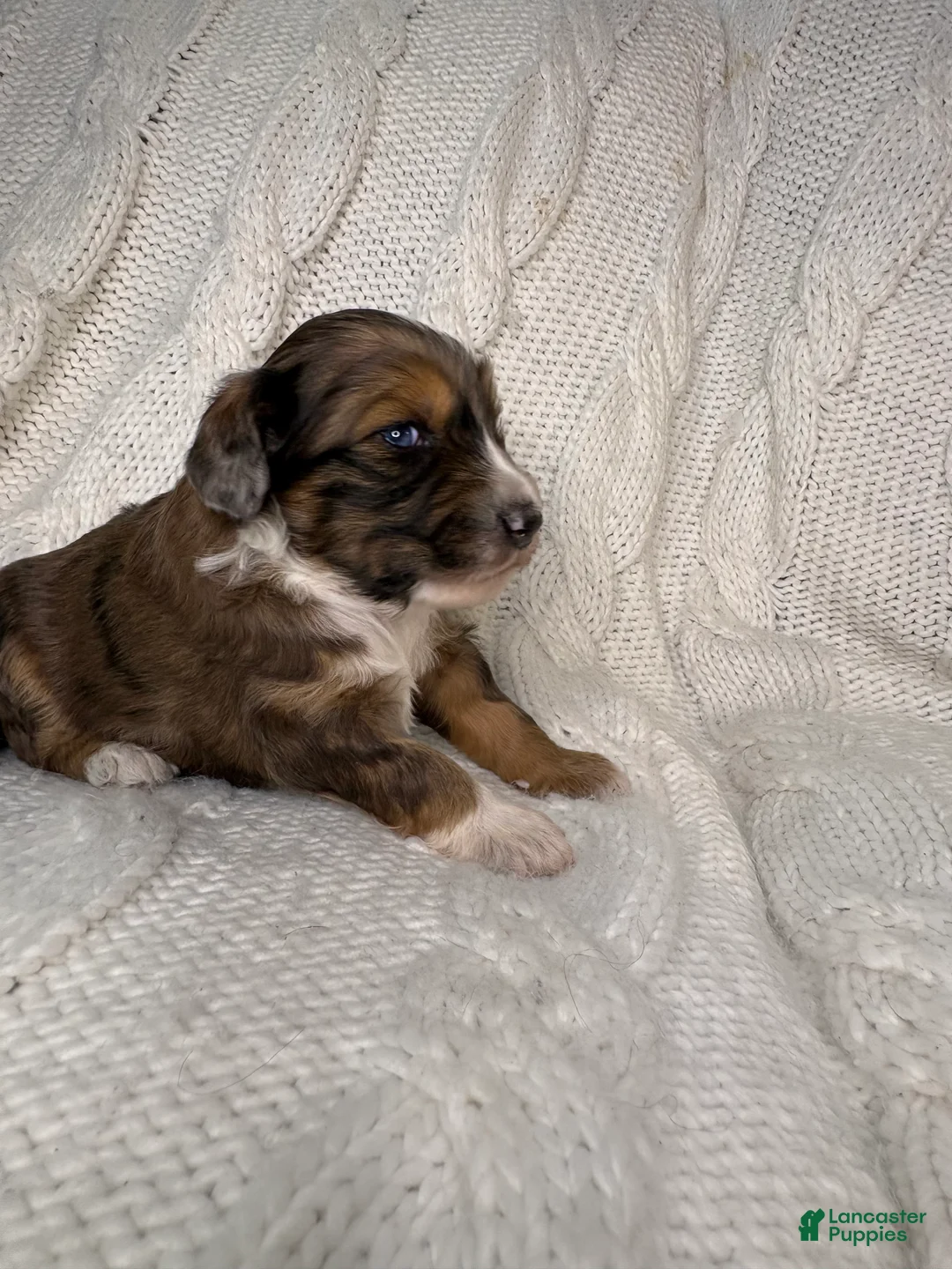 Mini Aussiedoodle dogs for sale: Mini Aussiedoodle Puppy 1 - Ad 3