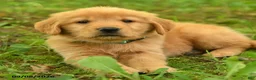 Golden Retriever dogs for sale: Dulcia - Ad 3
