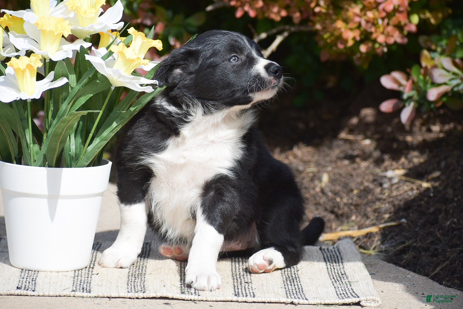 Border Collie dogs Della - Ad 2