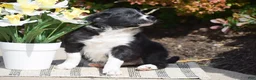 Border Collie dogs for sale: Della - Ad 4