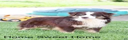 Miniature Australian Shepherd dogs for sale: Flynn - Ad 11