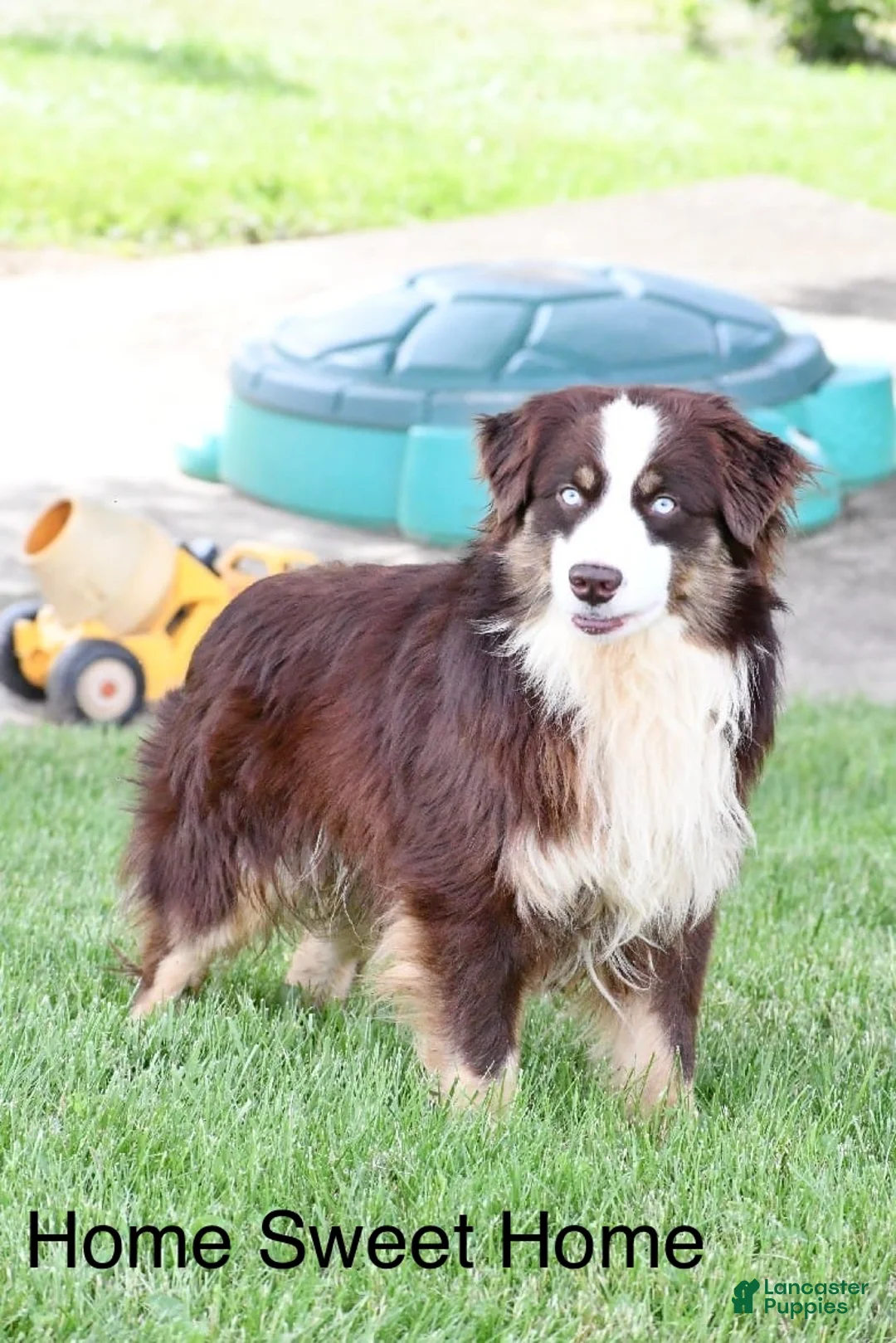 Miniature Australian Shepherd dogs for sale: Flynn - Ad 11
