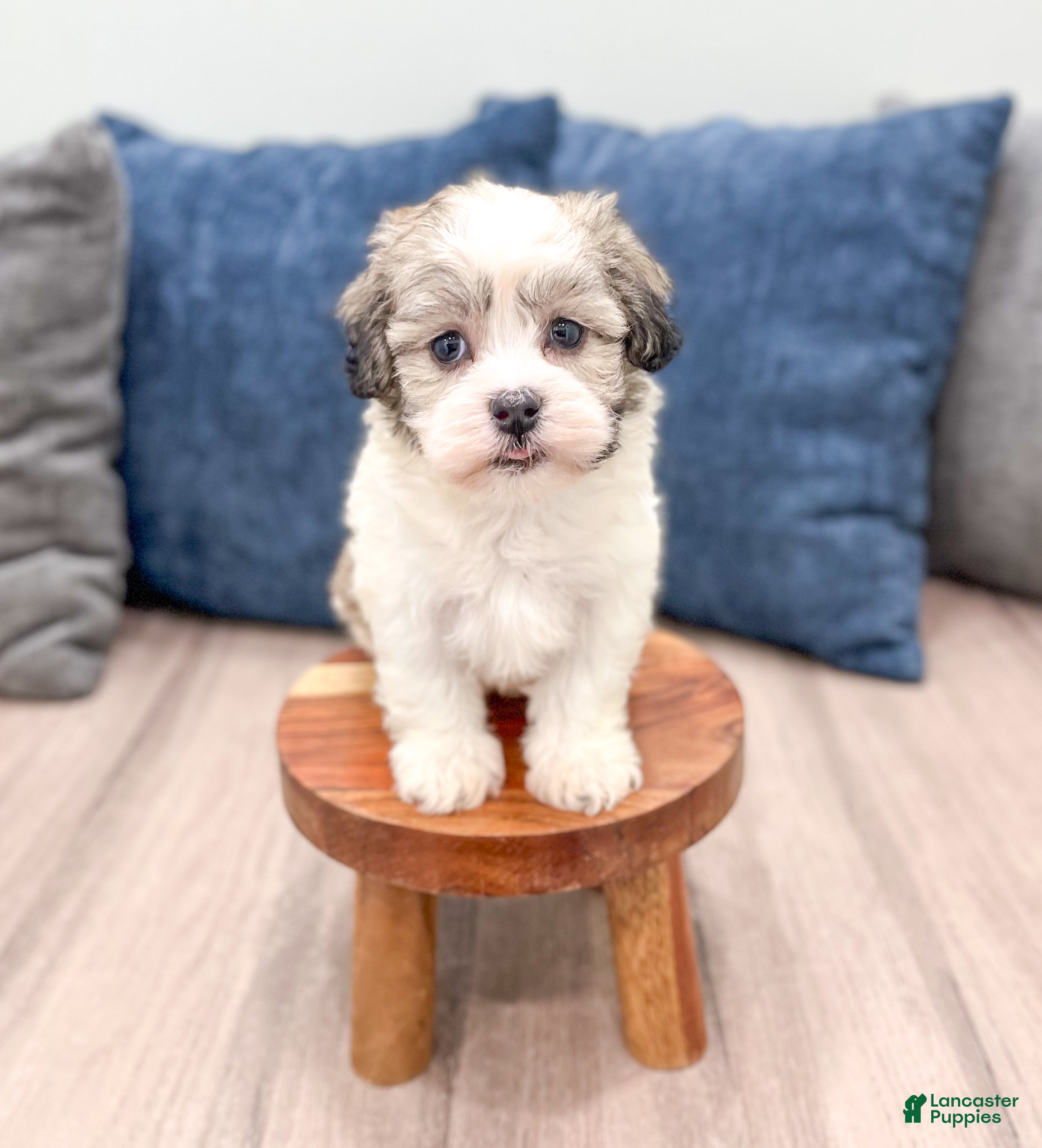 Havanese dogs Marcy - Ad 2