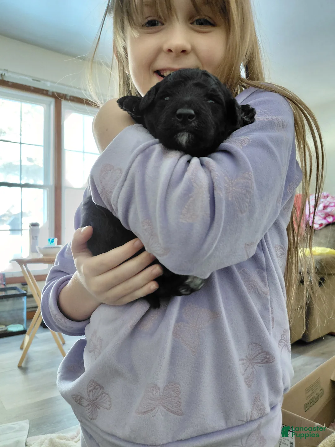 Mini Goldendoodle dogs for sale: Mini-Goldendoodle  - Ad 1