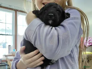 Mini Goldendoodle dogs for sale: Mini-Goldendoodle - Ad 1