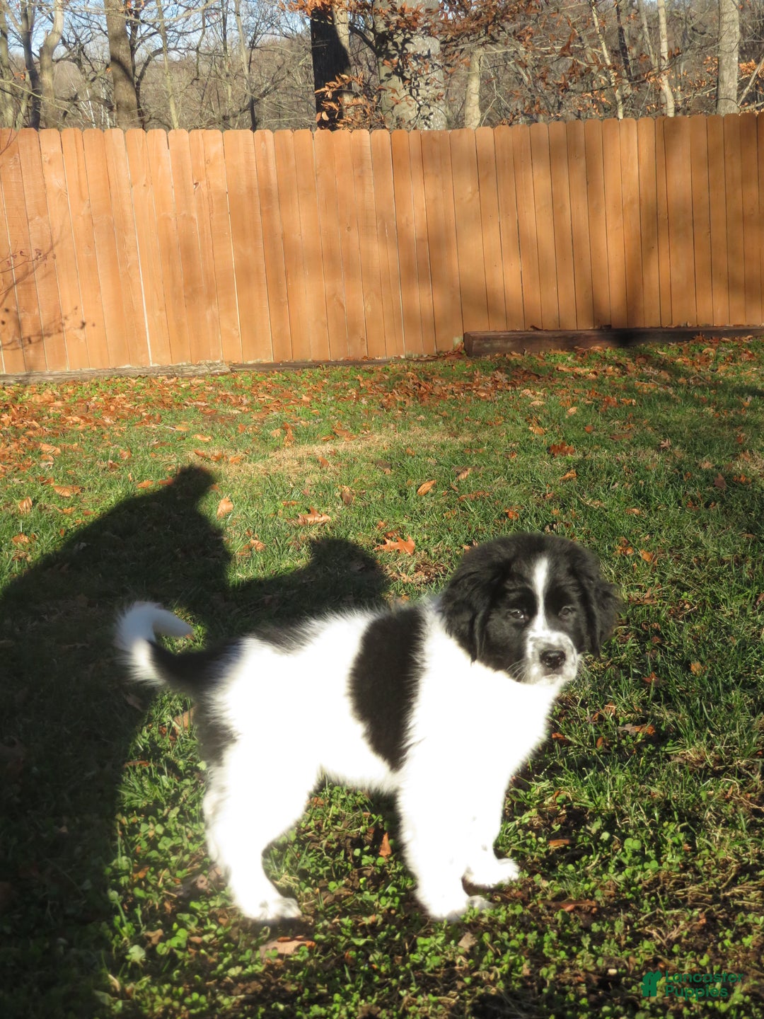 Newfoundland dogs for sale: Marcie - Ad 14